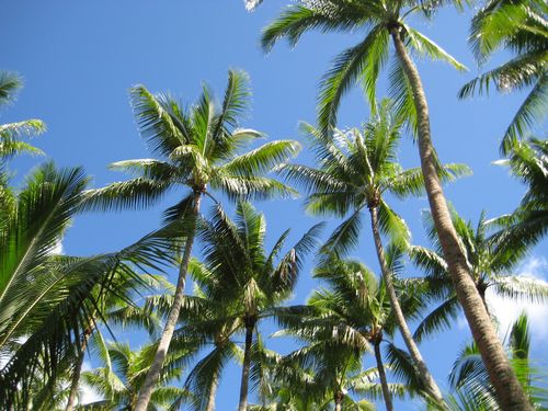 4578701613_0b80b20547_b