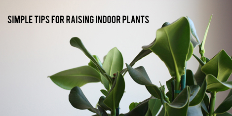 Indoorplants