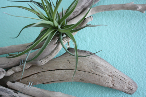 Airplant