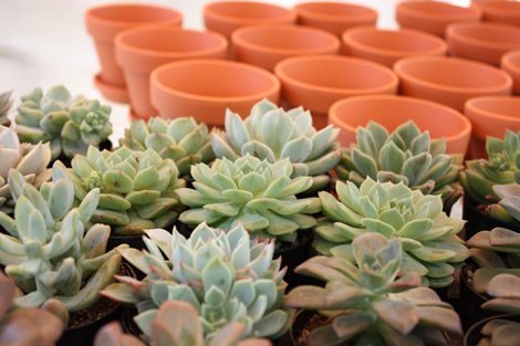 Potting-succulent-favors2