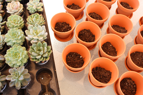 Potting-succulent-favors