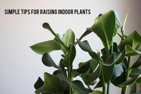 INDOORplanttips
