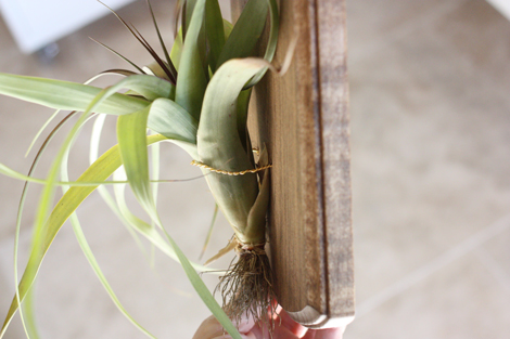 Airplant2