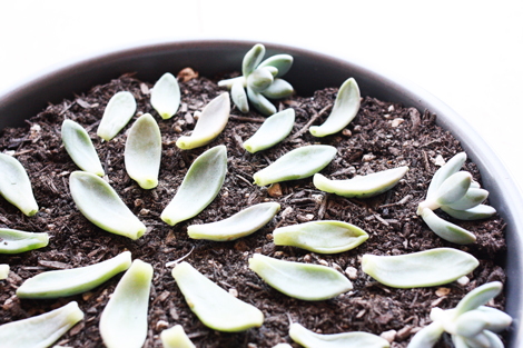 Propogating4 Propogating4