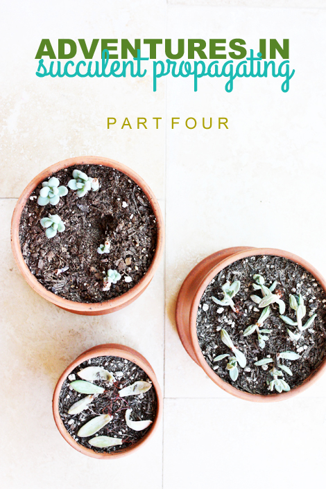 SUCCULENTpropagating