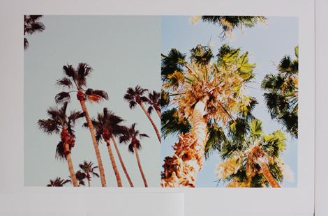 palm tree gallery wall